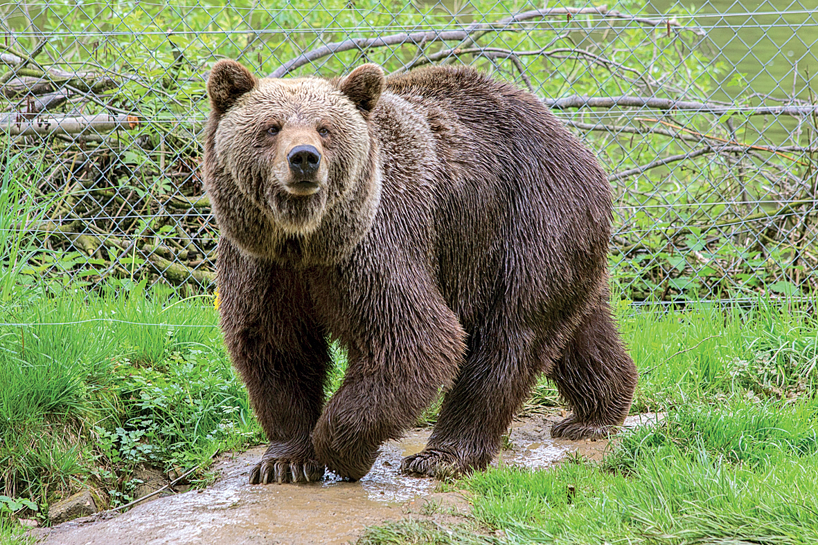 Φονική επίθεση αρκούδας στην Πολωνία – Νεκρή 58χρονη