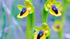 Γνωριμία με τις ορχιδέες του Υμηττού