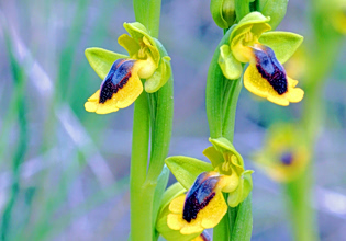 Γνωριμία με τις ορχιδέες του Υμηττού