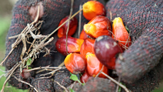 Φοινικέλαιο: O «δούρειος ίππος» της καθημερινής μας διατροφής