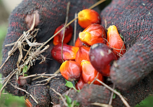 Φοινικέλαιο: O «δούρειος ίππος» της καθημερινής μας διατροφής