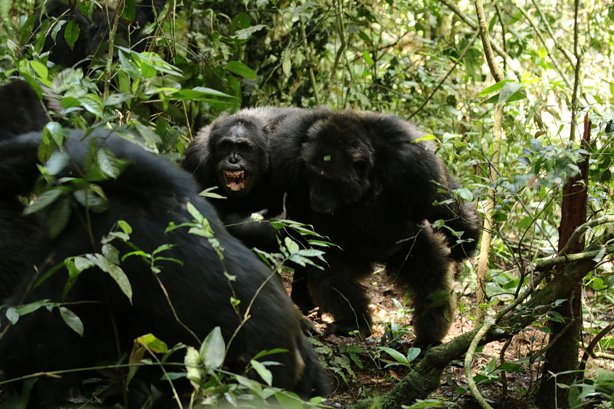 Ενήλικα αρσενικά κυνηγούν άλλους χιμπατζήδες του Νγκόγκο σε φωτογραφία του 2014 (Aaron Sandel)