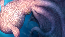 Κυρίαρχοι των κρητιδικών θαλασσών: Αρπακτικά χταπόδια των 20 μέτρων