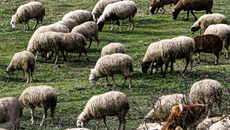 Αφθώδης πυρετός: Αυξάνονται τα κρούσματα στη Λέσβο – Έφτασαν τα 43 συνολικά