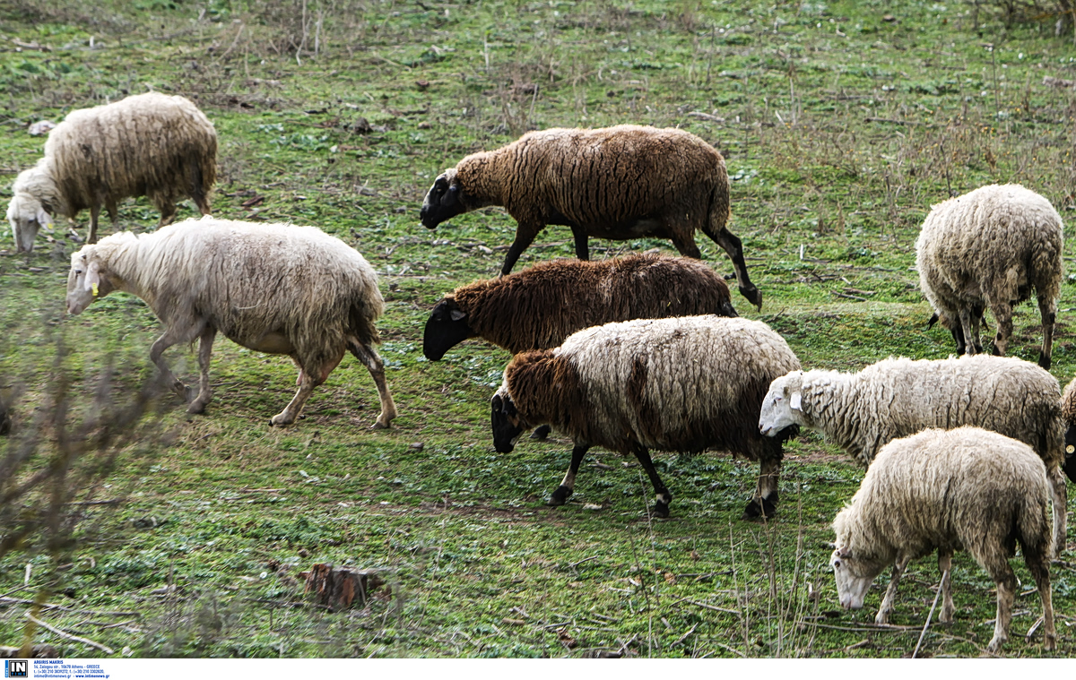 Αναστολή φορολογικών και ασφαλιστικών υποχρεώσεων και απαλλαγή από δημοτικά τέλη για πληγέντες από τον αφθώδη πυρετό