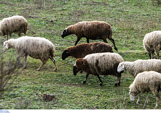 Αναστολή φορολογικών και ασφαλιστικών υποχρεώσεων και απαλλαγή από δημοτικά τέλη για πληγέντες από τον αφθώδη πυρετό