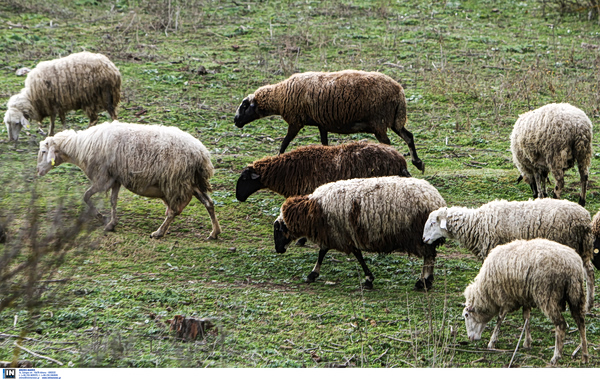 Αναστολή φορολογικών και ασφαλιστικών υποχρεώσεων και απαλλαγή από δημοτικά τέλη για πληγέντες από τον αφθώδη πυρετό