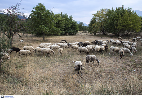 Αφθώδης πυρετός: Πότε θα καταβληθούν οι αποζημιώσεις στους κτηνοτρόφους
