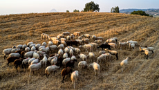 Αφθώδης πυρετός: «Θυσιάζουν τη Λέσβο για να σωθεί η υπόλοιπη Ελλάδα»