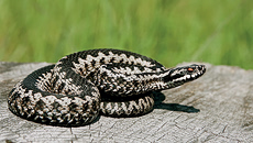 Οχιά δάγκωσε 13χρονο – Νοσηλεύεται σε σοβαρή κατάσταση