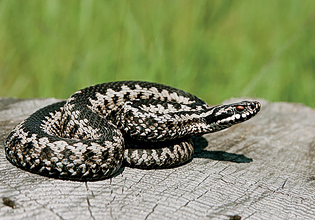 Οχιά δάγκωσε 13χρονο – Νοσηλεύεται σε σοβαρή κατάσταση