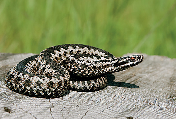 Οχιά δάγκωσε 13χρονο – Νοσηλεύεται σε σοβαρή κατάσταση