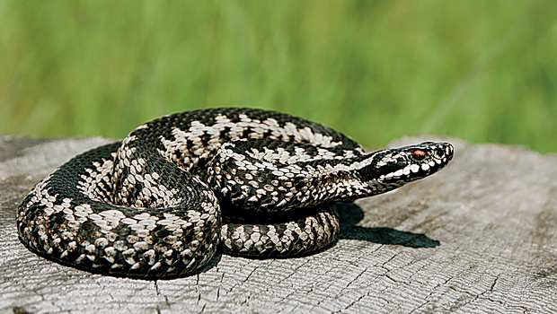 Οχιά δάγκωσε 13χρονο – Νοσηλεύεται σε σοβαρή κατάσταση