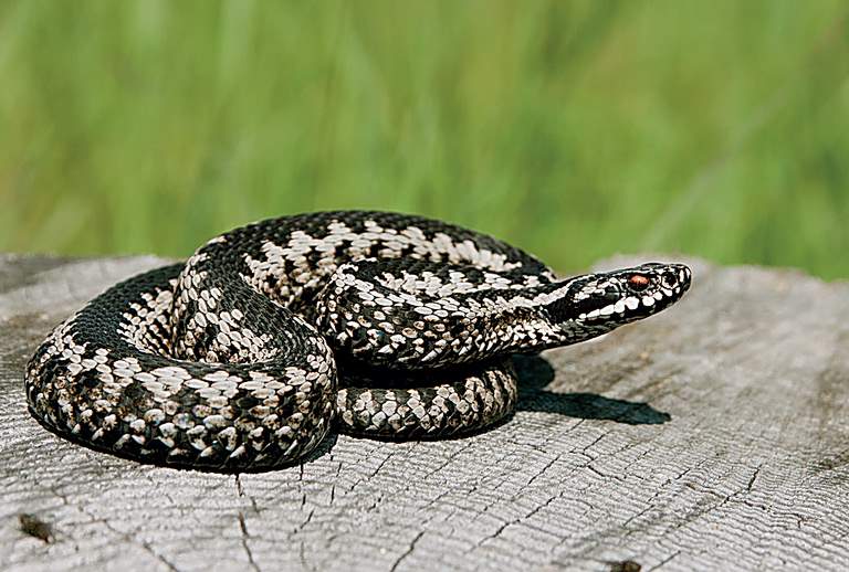 Οχιά δάγκωσε 13χρονο – Νοσηλεύεται σε σοβαρή κατάσταση