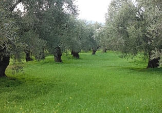 Δήμος Δελφών: Υποβολή πρότασης σε Ευρωπαϊκό πρόγραμμα με στόχο την ανάδειξη του Ελαιώνα της Άμφισσας
