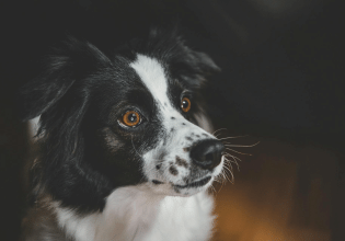 Πάσχα και πυροτεχνήματα: Όταν ο εορτασμός μετατρέπεται σε φόβο για τους σκύλους