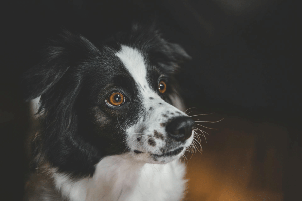 Πάσχα και πυροτεχνήματα: Όταν ο εορτασμός μετατρέπεται σε φόβο για τους σκύλους