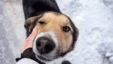 Πανελλήνια Σχολική Ημέρα Φιλοζωίας: Μαθήματα σεβασμού και ενσυναίσθησης για τα ζώα