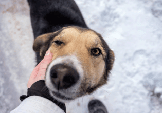 Πανελλήνια Σχολική Ημέρα Φιλοζωίας: Μαθήματα σεβασμού και ενσυναίσθησης για τα ζώα