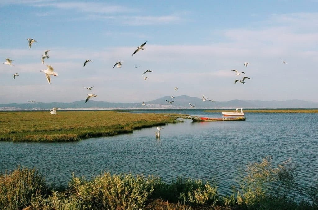 Από το Δέλτα Αξιού-Λουδία-Αλιάκμονα-Αλυκή Κίτρους (Λία Παπαδράγκα)