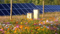 Είναι τα αιολικά και ηλιακά πάρκα απειλή για τις μέλισσες; Τι λέει το υπουργείο Περιβάλλοντος