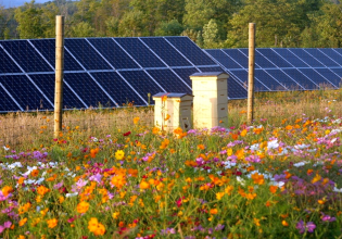 Είναι τα αιολικά και ηλιακά πάρκα απειλή για τις μέλισσες; Τι λέει το υπουργείο Περιβάλλοντος