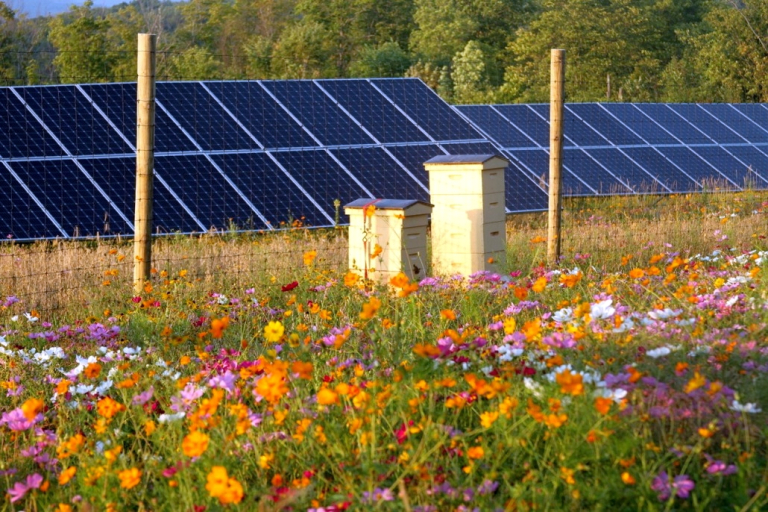 Είναι τα αιολικά και ηλιακά πάρκα απειλή για τις μέλισσες; Τι λέει το υπουργείο Περιβάλλοντος