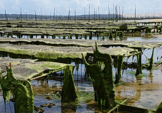 Υδατοκαλλιέργεια: Στο 1 εκατ. τόνους η παραγωγή στην ΕΕ αξίας 4,6 δισ. ευρώ – Πού βρίσκεται η Ελλάδα