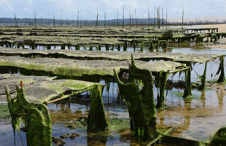 Υδατοκαλλιέργεια: Στο 1 εκατ. τόνους η παραγωγή στην ΕΕ αξίας 4,6 δισ. ευρώ – Πού βρίσκεται η Ελλάδα