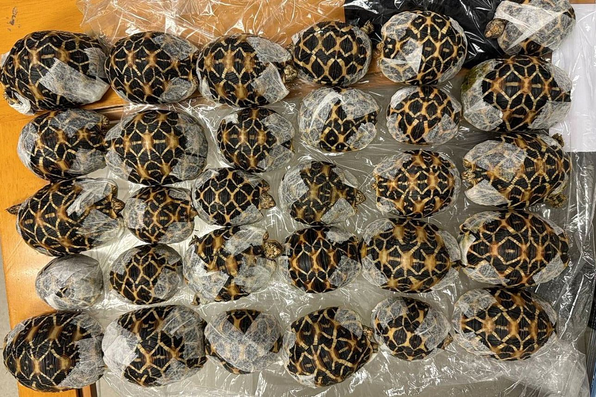 Ταϊλάνδη: 19χρονη συνελήφθη στο αεροδρόμιο με 30 χελώνες κάτω από τα ρούχα της