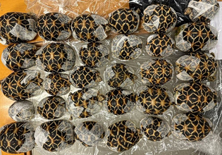 Ταϊλάνδη: 19χρονη συνελήφθη στο αεροδρόμιο με 30 χελώνες κάτω από τα ρούχα της