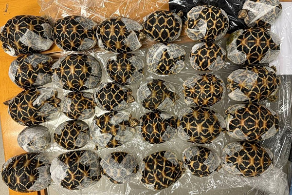 Ταϊλάνδη: 19χρονη συνελήφθη στο αεροδρόμιο με 30 χελώνες κάτω από τα ρούχα της