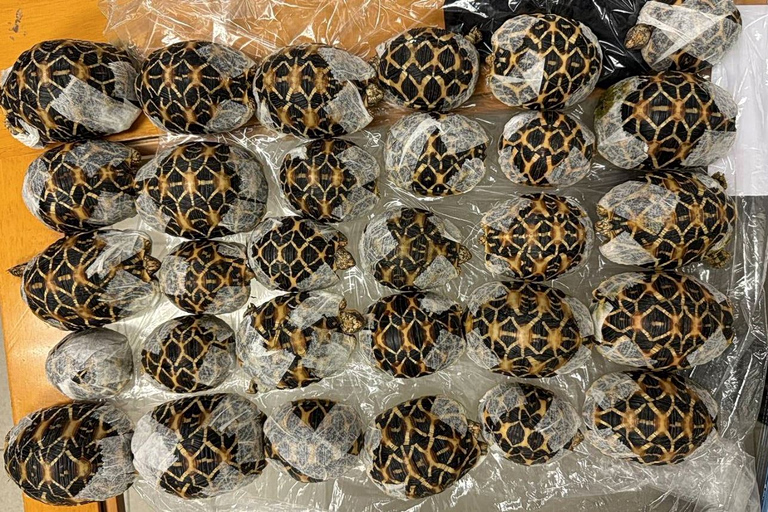 Ταϊλάνδη: 19χρονη συνελήφθη στο αεροδρόμιο με 30 χελώνες κάτω από τα ρούχα της