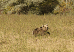 Οι αρκούδες φτάνουν στις αυλές – Το κράτος που φτάνει;