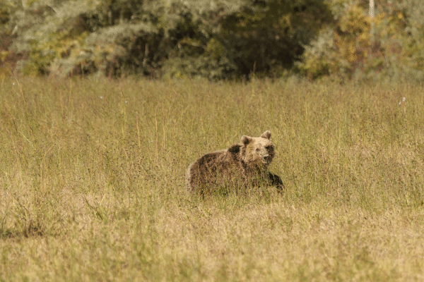 Οι αρκούδες φτάνουν στις αυλές – Το κράτος που φτάνει;