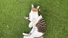 Cat Festival: Επιστρέφει για δεύτερη χρονιά στο Παλιό Αμαξοστάσιο ΟΣΥ στο Γκάζι