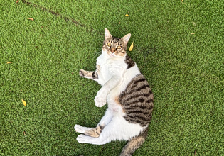 Cat Festival: Επιστρέφει για δεύτερη χρονιά στο Παλιό Αμαξοστάσιο ΟΣΥ στο Γκάζι