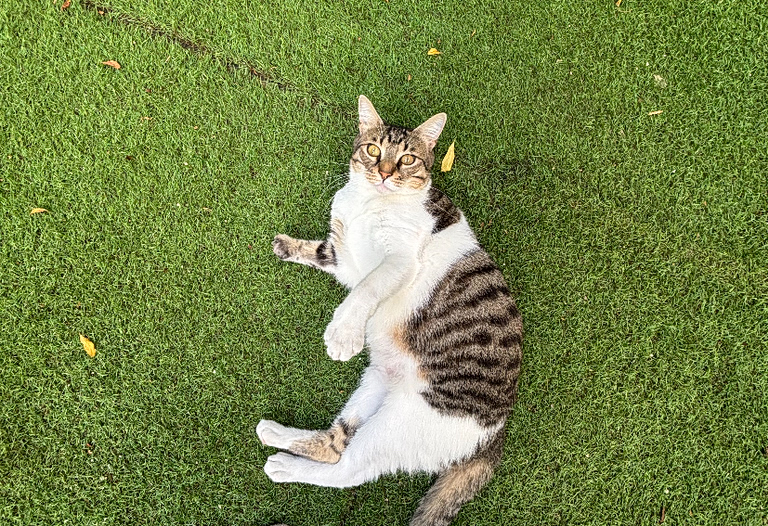 Cat Festival: Επιστρέφει για δεύτερη χρονιά στο Παλιό Αμαξοστάσιο ΟΣΥ στο Γκάζι