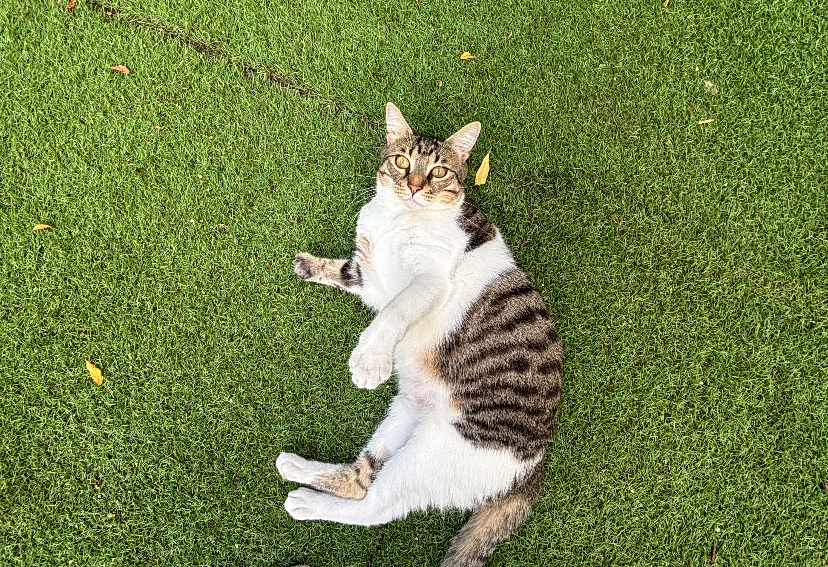 Cat Festival: Επιστρέφει για δεύτερη χρονιά στο Παλιό Αμαξοστάσιο ΟΣΥ στο Γκάζι