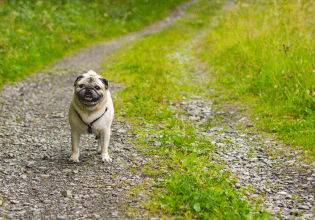 Τι πρέπει να προσέχετε για να μην χάσετε τον σκύλο σας
