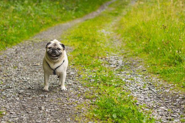 Τι πρέπει να προσέχετε για να μην χάσετε τον σκύλο σας