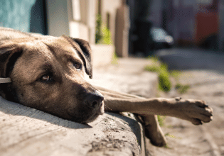 Ποιες είναι οι υποχρεώσεις των δήμων για τα αδέσποτα ζώα – Τι μπορείτε να κάνετε, αν αδιαφορούν οι φορείς