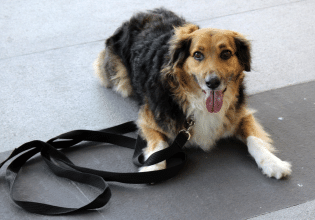 Γιατί είναι σημαντικό ο σκύλος μας να ανταποκρίνεται άμεσα σε αυτό που τού ζητάμε