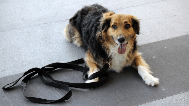 Γιατί είναι σημαντικό ο σκύλος μας να ανταποκρίνεται άμεσα σε αυτό που τού ζητάμε