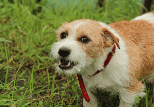 Επιθετικός σκύλος: Μια κραυγή για βοήθεια που οφείλουμε να ερμηνεύσουμε σωστά