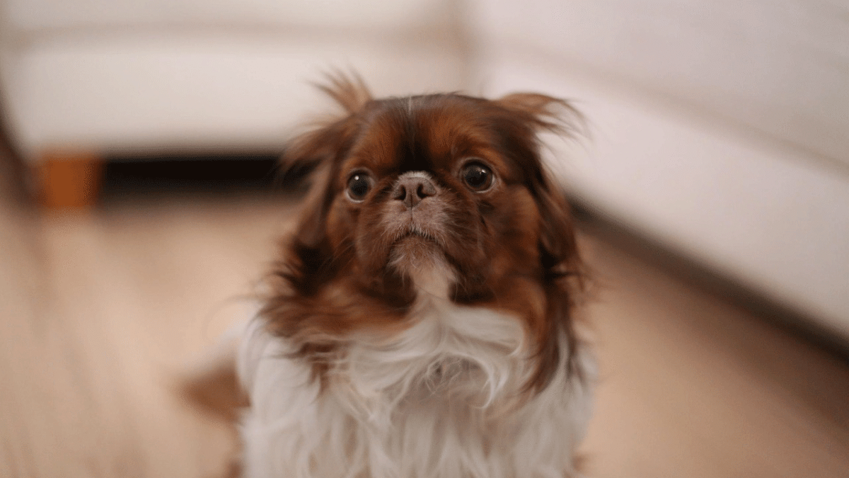 Σκύλος: Οι αντιδράσεις του, όταν τον κυριεύουν φοβίες