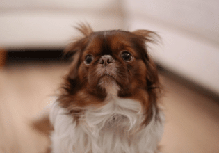 Σκύλος: Οι αντιδράσεις του, όταν τον κυριεύουν φοβίες