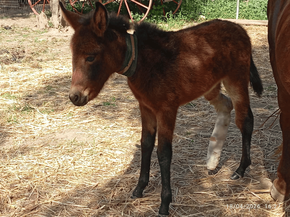 Το ταλαιπωρημένο πουλαράκι Κούζκο έχει την ανάγκη μας – Πώς μπορούμε να βοηθήσουμε