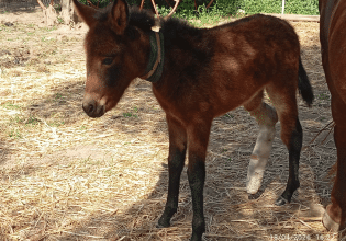 Το ταλαιπωρημένο πουλαράκι Κούζκο έχει την ανάγκη μας – Πώς μπορούμε να βοηθήσουμε