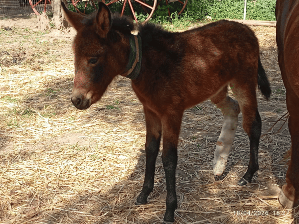 Το ταλαιπωρημένο πουλαράκι Κούζκο έχει την ανάγκη μας – Πώς μπορούμε να βοηθήσουμε